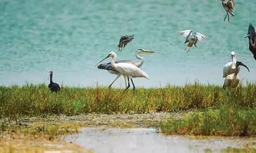 ദേശാടന പക്ഷികളുടെ പ്രധാന താവളമായി മുസന്ദം; ഈ വർഷം രണ്ടായിരത്തിലധികം പക്ഷികളെ കണ്ടെത്തി