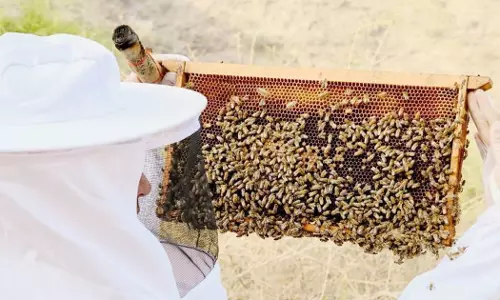 Seven more honey production centers to be established in Saudi Arabia