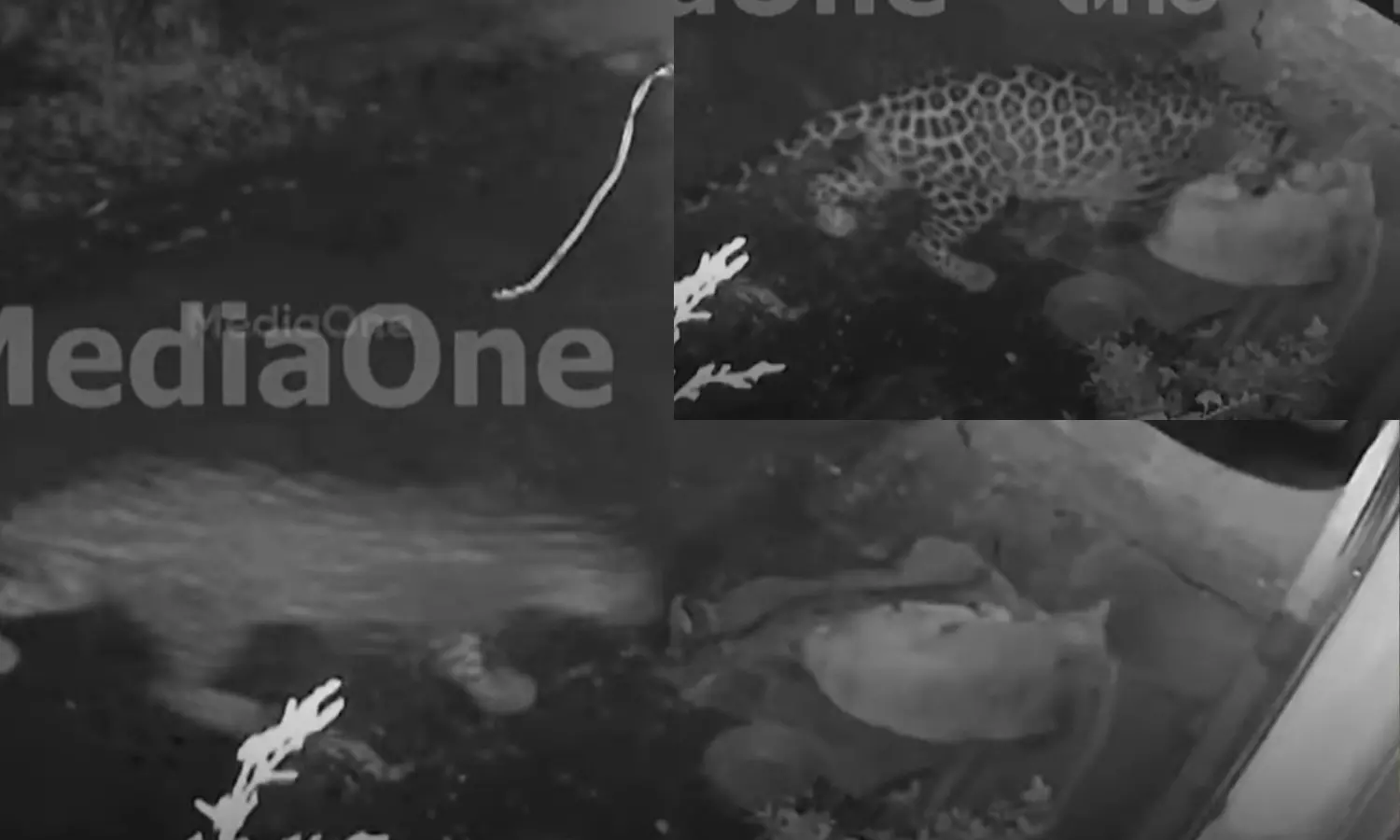 മൂന്നാറില്‍ വീട്ടുമുറ്റത്ത് പുലി, വളർത്തു നായയെ കടിച്ചുകൊന്നു; ഞെട്ടിക്കുന്ന സിസിടിവി ദൃശ്യങ്ങൾ