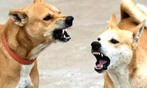 ഒറ്റപ്പാലത്ത് പ്രഭാത നടത്തത്തിനിടെ തെരുവ് നായയുടെ കടിയേറ്റയാളുടെ നില ഗുരുതരം