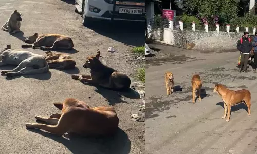 മൂന്നാറിൽ തെരുവുനായ ആക്രമണം; വിനോദ സഞ്ചാരികളടക്കം നിരവധി പേർക്ക് പരിക്ക്