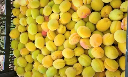 ജബൽ ഷംസ് ഗ്രാമങ്ങളിൽ ആപ്രിക്കോട്ട് വിളവെടുപ്പ്