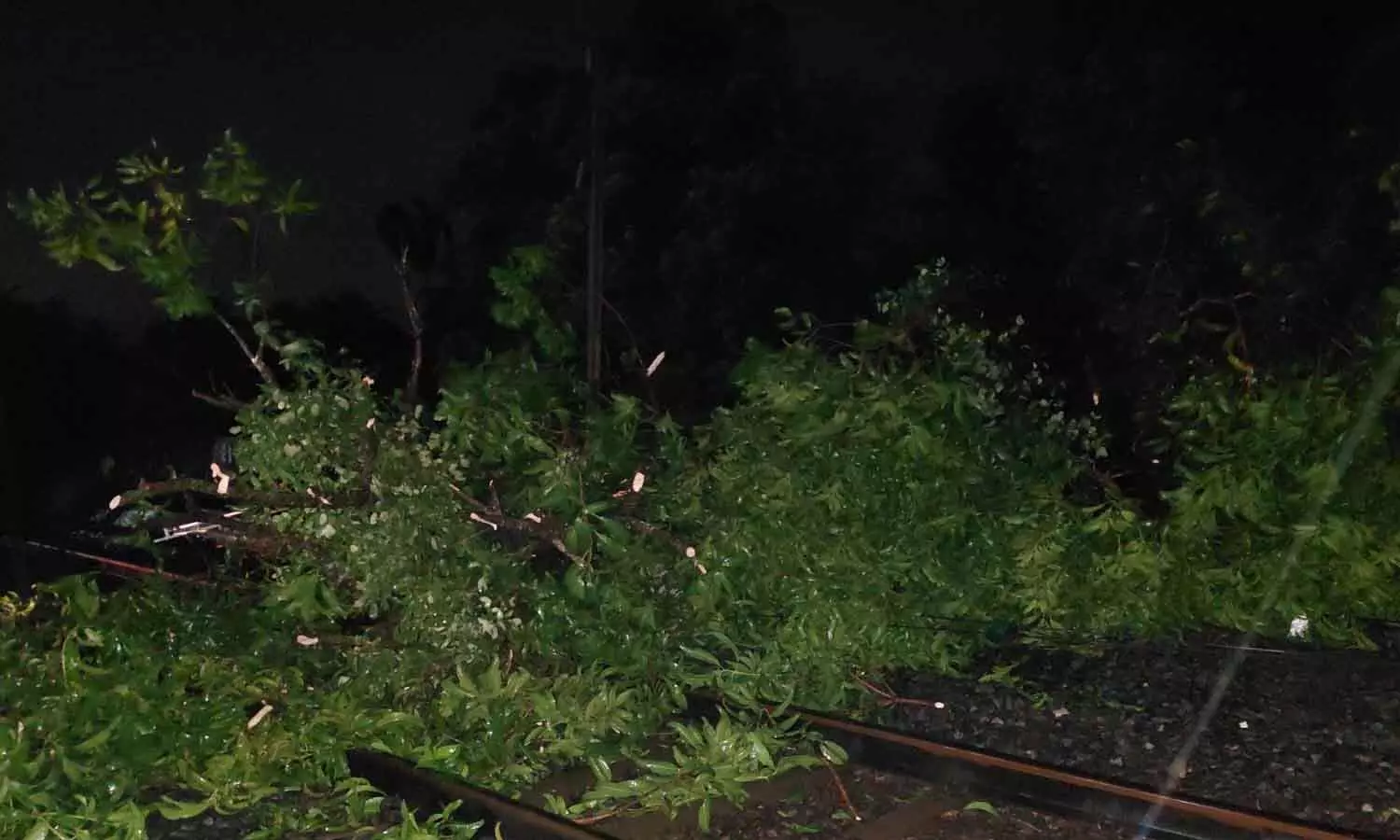 കോഴിക്കോട് അരീക്കാട് ചുഴലിക്കാറ്റ്; റെയിൽവേ ട്രാക്കിലേക്ക് മരങ്ങൾ കടപുഴകി വീണു