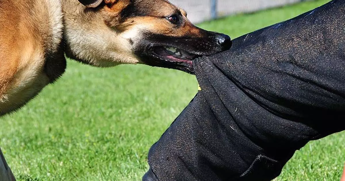 വളര്‍ത്തുനായ അയല്‍വാസിയെ കടിച്ചു; നായയുടെ ഉടമസ്ഥന് നാല് മാസം തടവും പിഴയും