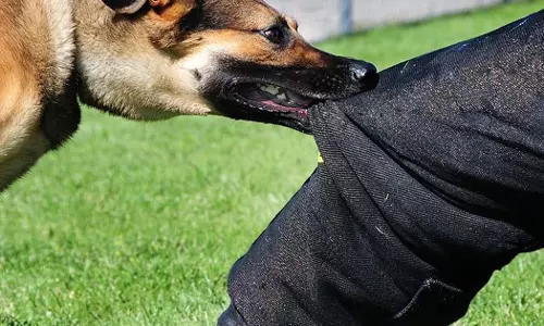 വളര്‍ത്തുനായ അയല്‍വാസിയെ കടിച്ചു; നായയുടെ ഉടമസ്ഥന് നാല് മാസം തടവും പിഴയും