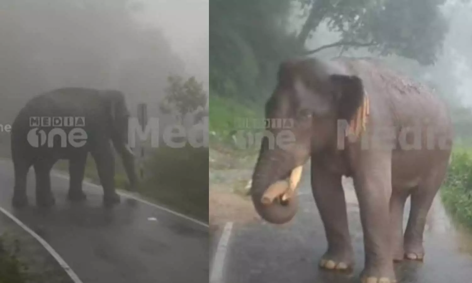 അതിരപ്പിള്ളി -മലക്കപ്പാറ സംസ്ഥാന പാതയിൽ ബസ് തടഞ്ഞ് കബാലി; അമ്പലപ്പാറയിൽ ബസ് കുടുങ്ങിയത് ഒന്നരമണിക്കൂറിലേറെ