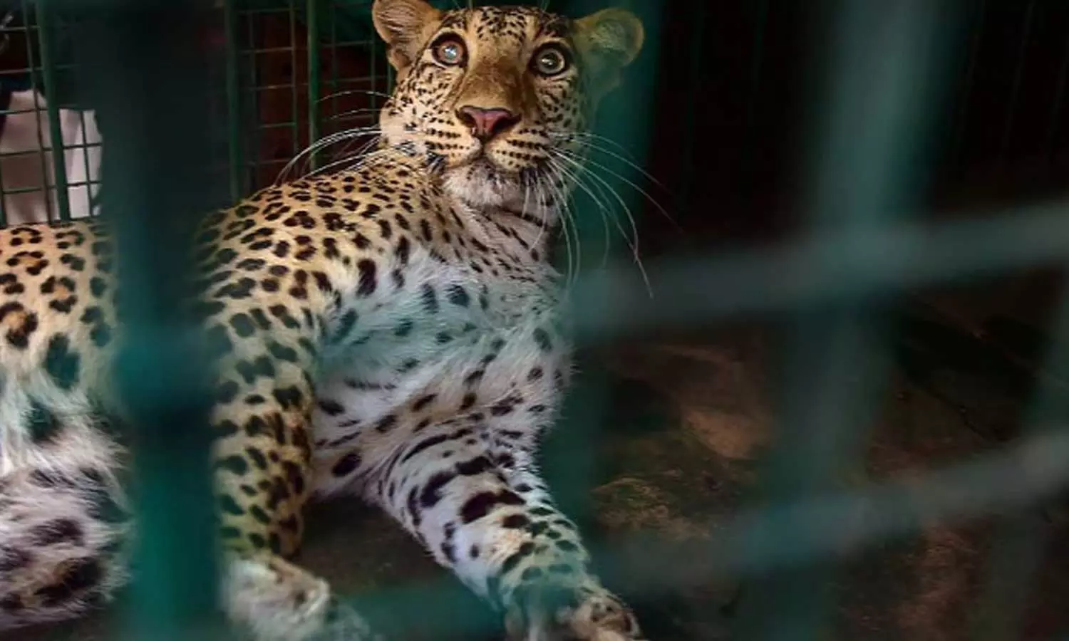 വയനാട് മുള്ളൻകൊല്ലിയിൽ വീണ്ടും പുലിയിറങ്ങി വയനാട് മുള്ളൻകൊല്ലിയിൽ വീണ്ടും പുലിയിറങ്ങി