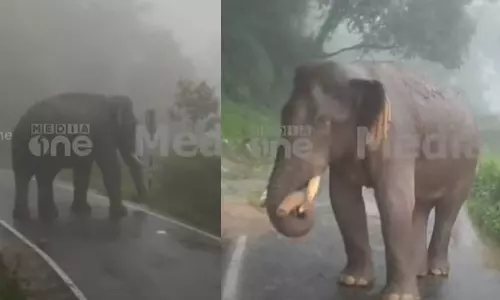 അതിരപ്പിള്ളി -മലക്കപ്പാറ സംസ്ഥാന പാതയിൽ ബസ് തടഞ്ഞ് കബാലി; അമ്പലപ്പാറയിൽ ബസ് കുടുങ്ങിയത് ഒന്നരമണിക്കൂറിലേറെ