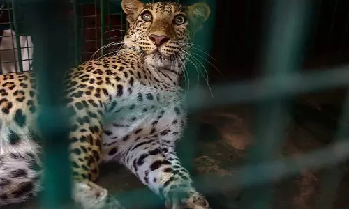 വയനാട് മുള്ളൻകൊല്ലിയിൽ വീണ്ടും പുലിയിറങ്ങി വയനാട് മുള്ളൻകൊല്ലിയിൽ വീണ്ടും പുലിയിറങ്ങി