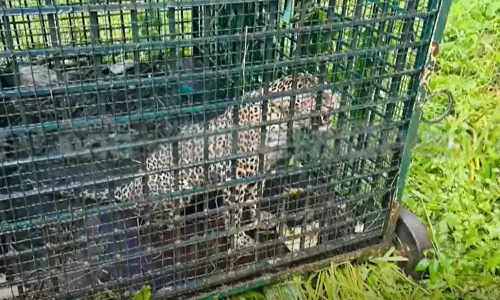 മലപ്പുറം കരുവാരക്കുണ്ടില് കടുവക്ക് വെച്ച കൂട്ടിൽ പുലി കുടുങ്ങി മലപ്പുറം കരുവാരക്കുണ്ടില് കടുവക്ക് വെച്ച കൂട്ടിൽ പുലി കുടുങ്ങി