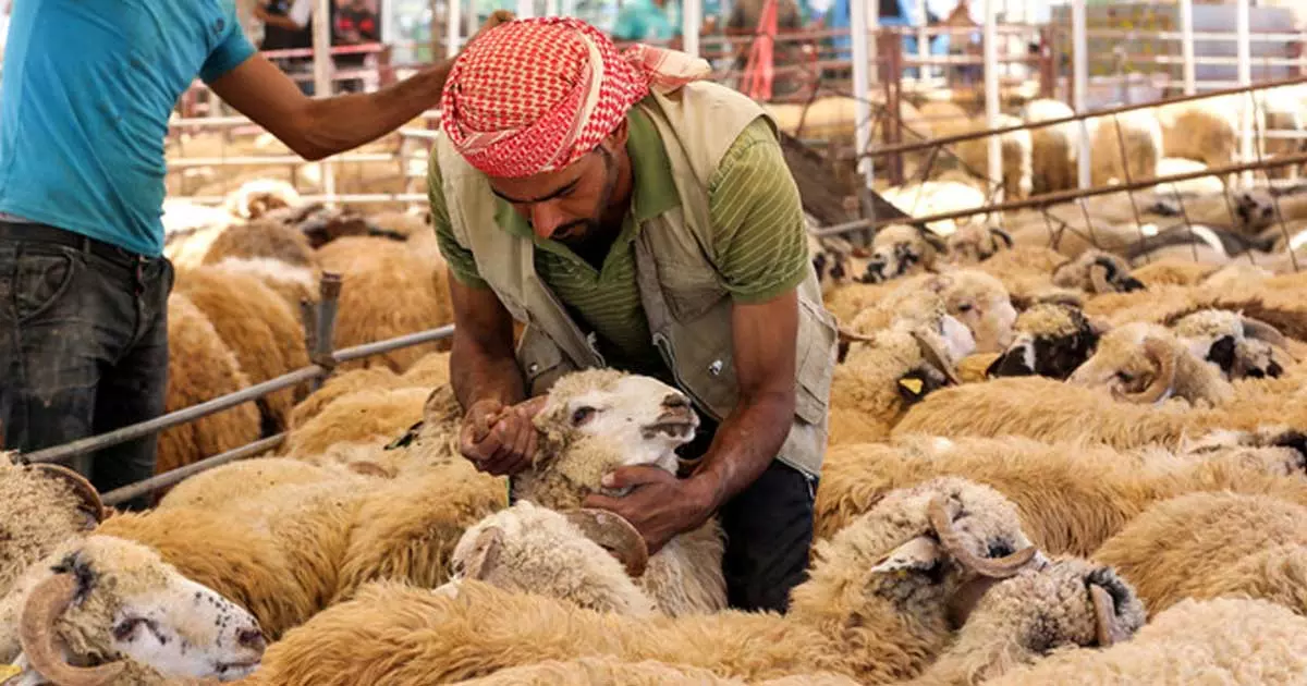 സൗദിയിൽ ബലി മൃഗങ്ങൾക്ക് കസ്റ്റംസ് ഡ്യൂട്ടി ഒഴിവാക്കി