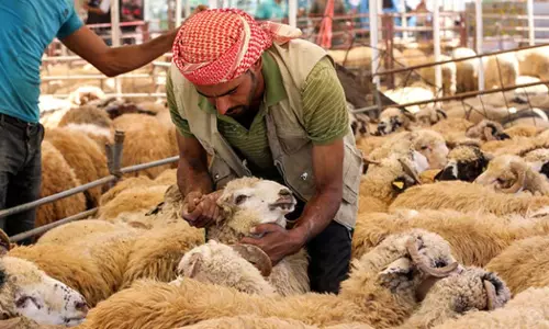 സൗദിയിൽ ബലി മൃഗങ്ങൾക്ക് കസ്റ്റംസ് ഡ്യൂട്ടി ഒഴിവാക്കി