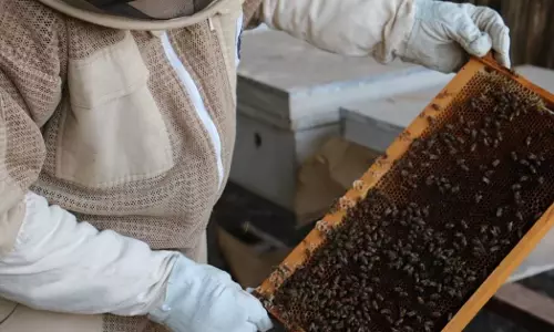 തേനീച്ച കൃഷിയിൽ മികച്ച നേട്ടവുമായി മനഅ വിലായത്ത്