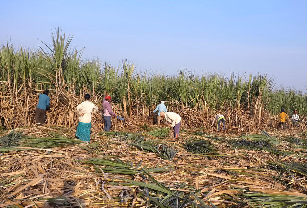 sugarcane cutting labourers in maharashtra