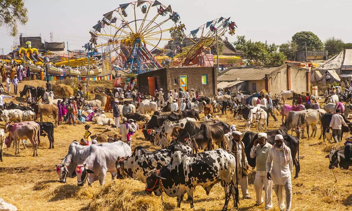 പെരുന്നാളിന് മുന്നോടിയായി കന്നുകാലി ചന്തകൾ വിലക്കി മഹാരാഷ്ട്ര സർക്കാർ പെരുന്നാളിന് മുന്നോടിയായി കന്നുകാലി ചന്തകൾ വിലക്കി മഹാരാഷ്ട്ര സർക്കാർ