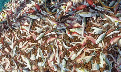 കൊല്ലത്ത് കടലിലും കശുവണ്ടി; അഴീക്കലിലെ മത്സ്യ തൊഴിലാളികൾക്കാണ് മീനിനൊപ്പം കശുവണ്ടി ചാകര