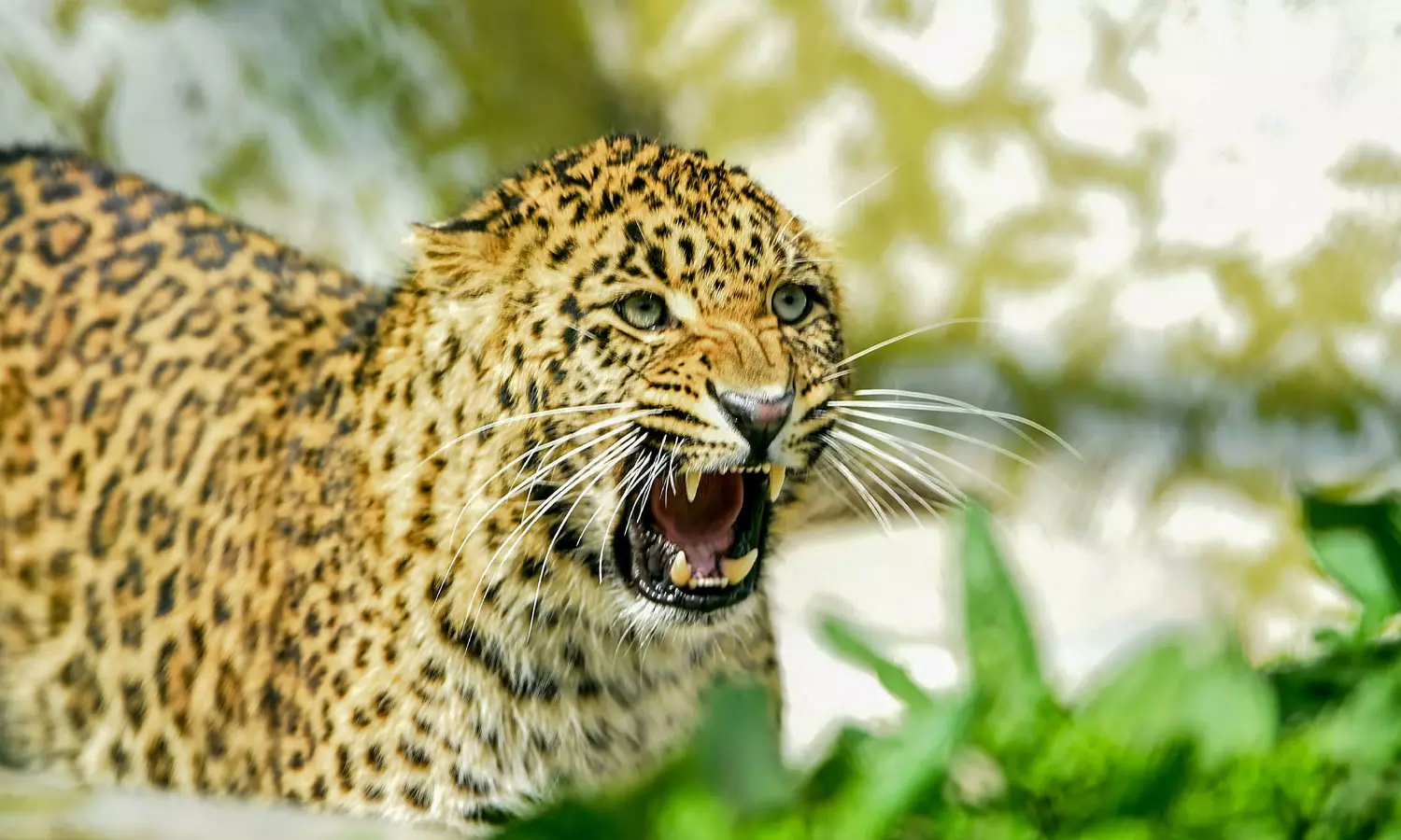 അതിരപ്പിള്ളിയിൽ ജനവാസ മേഖലയിൽ പുലിയിറങ്ങി