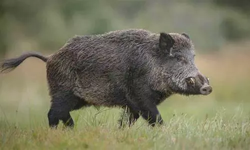കാട്ടുപന്നിയുടെ ആക്രമണം; രണ്ടുപേർക്ക് പരിക്ക്