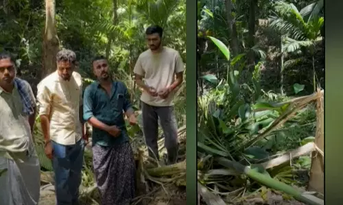 മലപ്പുറത്ത് ജനവാസ മേഖലയിൽ കാട്ടാന; വ്യാപകമായി കൃഷി നശിപ്പിച്ചു