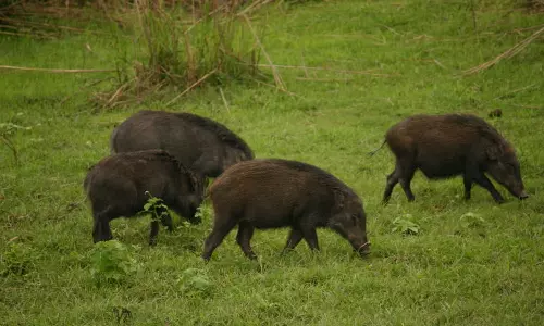വന്യജീവികളെ കൊല്ലാനുള്ള അധികാരം പരിമിതം: കേരളത്തിന്‌ കേന്ദ്രത്തിന്റെ മറുപടി
