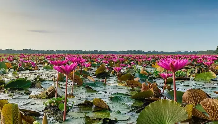 water lily