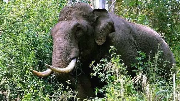 wild elephant kerala