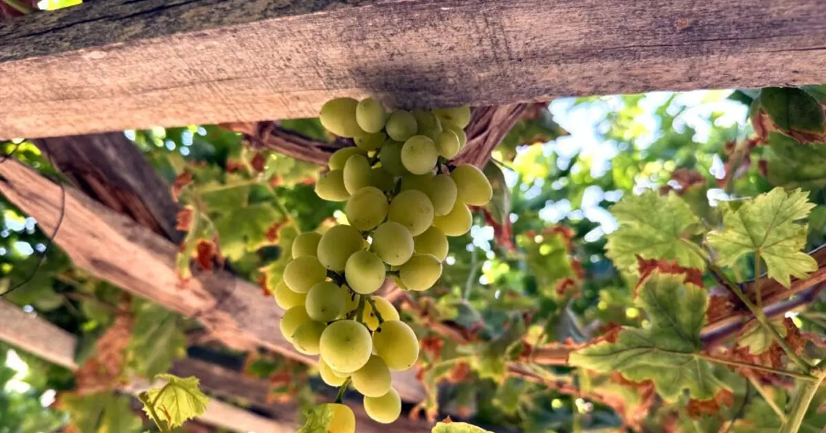 Grape harvest officially begins in Yanqul, Oman