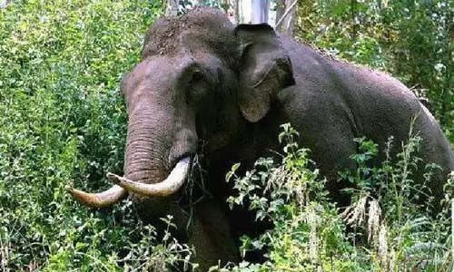 wild elephant kerala