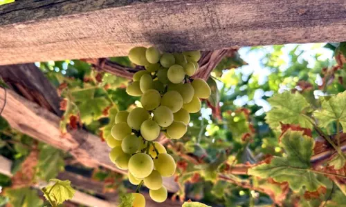 Grape harvest officially begins in Yanqul, Oman