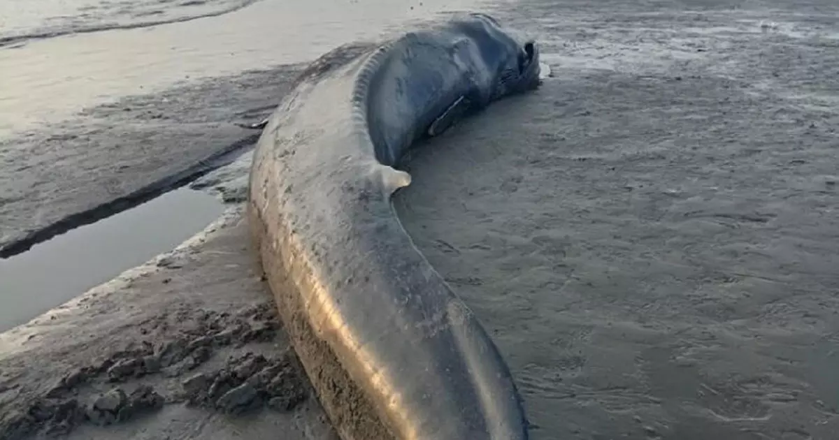 Blue whale that washed ashore in Shinas, Oman, was returned to the sea