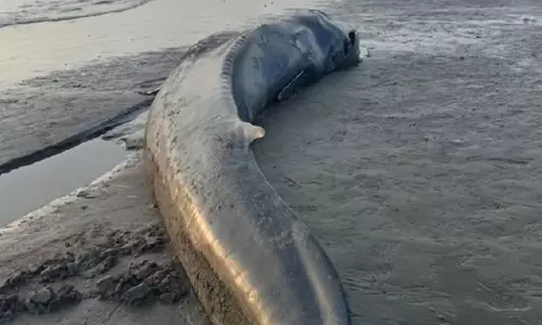 Blue whale that washed ashore in Shinas, Oman, was returned to the sea