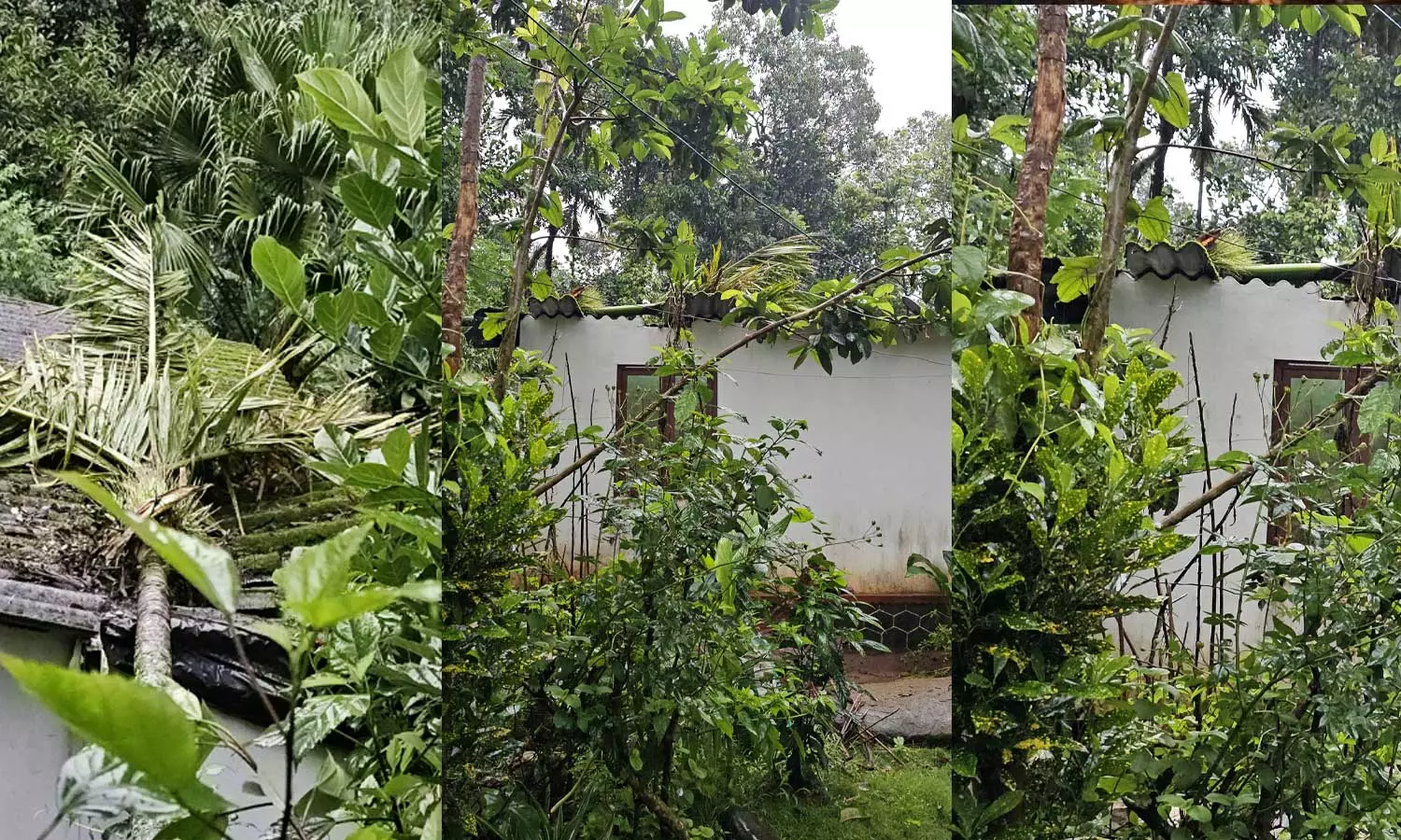 ഇടുക്കിയില് വീടിനു മുകളിലേക്ക് കവുങ്ങ് വീണ് മൂന്നു വയസുകാരന് ഗുരുതര പരിക്ക് ഇടുക്കിയില് വീടിനു മുകളിലേക്ക് കവുങ്ങ് വീണ് മൂന്നു വയസുകാരന് ഗുരുതര പരിക്ക്