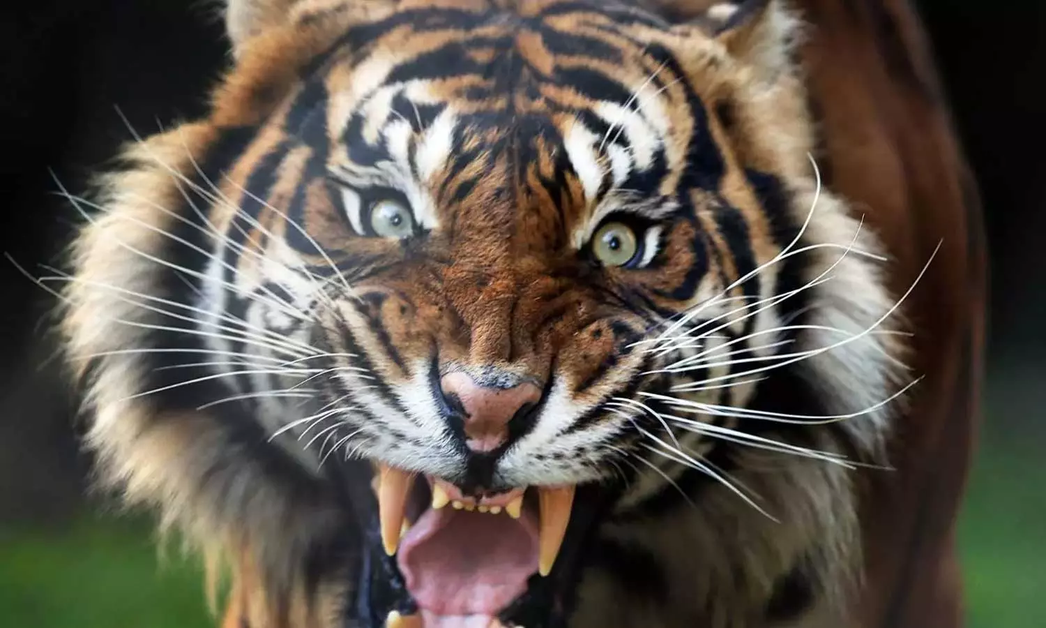 ബന്ദിപ്പൂരിൽ കടുവയുടെ ആക്രമണത്തിൽ യുവതി മരിച്ചു