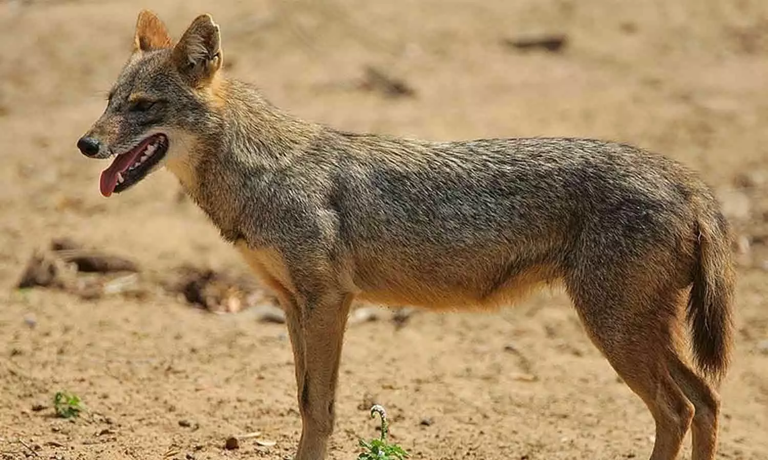 ചാവക്കാട് കുറുനരിയുടെ ആക്രമണത്തിൽ രണ്ട് പേർക്ക് പരുക്ക്