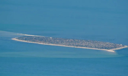 Abu Dhabi Completes Aerial Survey Of Marine Habitat