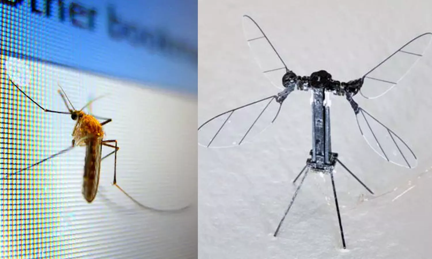 യുദ്ധരംഗത്ത് പുതിയ വഴിത്തിരിവ്; കൊതുകിന്റെ വലിപ്പത്തില്‍ ഡ്രോണുകള്‍ വികസിപ്പിച്ച് ചൈന