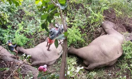 ഇടുക്കി മറയൂരിൽ കാട്ടാന ചെരിഞ്ഞ നിലയിൽ