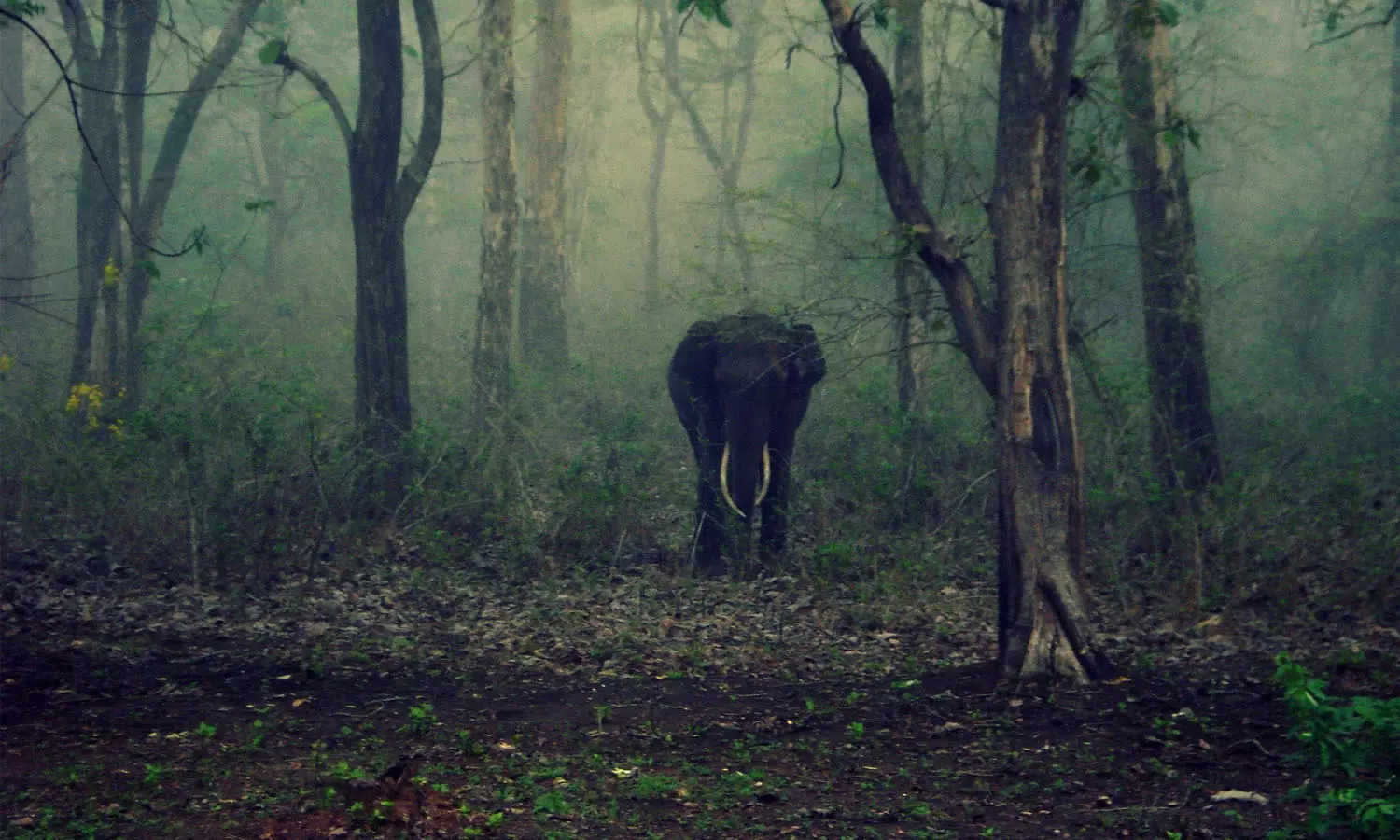 നിലമ്പൂരിൽ കാട്ടാന ആക്രമണത്തിൽ ആദിവാസി യുവാവ് കൊല്ലപ്പെട്ടു
