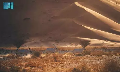 സൗദിയിലെ ഉറൂഖ് ബനീ മആരിദ് സംരക്ഷിത മേഖലയ്ക്ക് അന്താരാഷ്ട്ര അംഗീകാരം; ഐയുസിഎൻ ഗ്രീൻ ലിസ്റ്റിൽ ഇടം നേടി