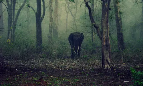 നിലമ്പൂരിൽ കാട്ടാന ആക്രമണത്തിൽ ആദിവാസി യുവാവ് കൊല്ലപ്പെട്ടു