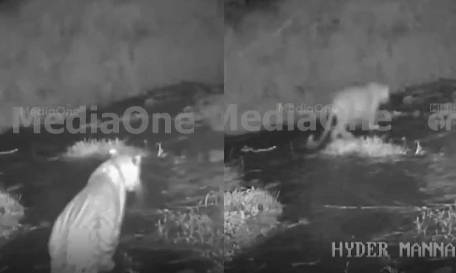 പെരിന്തല്മണ്ണ മണ്ണാര്മലയില് വീണ്ടും പുലി; നാട്ടുകാര് സ്ഥാപിച്ച ക്യാമറയില് പുലിയുടെ ദൃശ്യം പതിഞ്ഞു പെരിന്തല്മണ്ണ മണ്ണാര്മലയില് വീണ്ടും പുലി; നാട്ടുകാര് സ്ഥാപിച്ച ക്യാമറയില് പുലിയുടെ ദൃശ്യം പതിഞ്ഞു