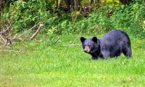 കരടി ആക്രമണം; പാലക്കാട് നെല്ലിയാമ്പതിയില്‍ ജാഗ്രതാ നിര്‍ദേശം