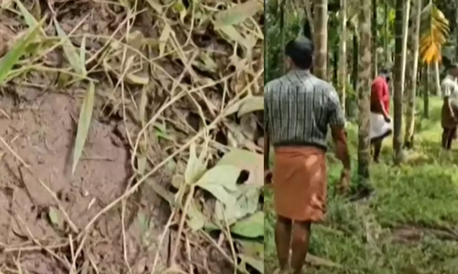 പകുതി ഭക്ഷിച്ച നിലയില് കാട്ടുപന്നിയുടെ ജഡം; അജ്ഞാത ജീവി ഓടിപ്പോകുന്നത് കണ്ടെന്ന് നാട്ടുകാര് പകുതി ഭക്ഷിച്ച നിലയില് കാട്ടുപന്നിയുടെ ജഡം; അജ്ഞാത ജീവി ഓടിപ്പോകുന്നത് കണ്ടെന്ന് നാട്ടുകാര്