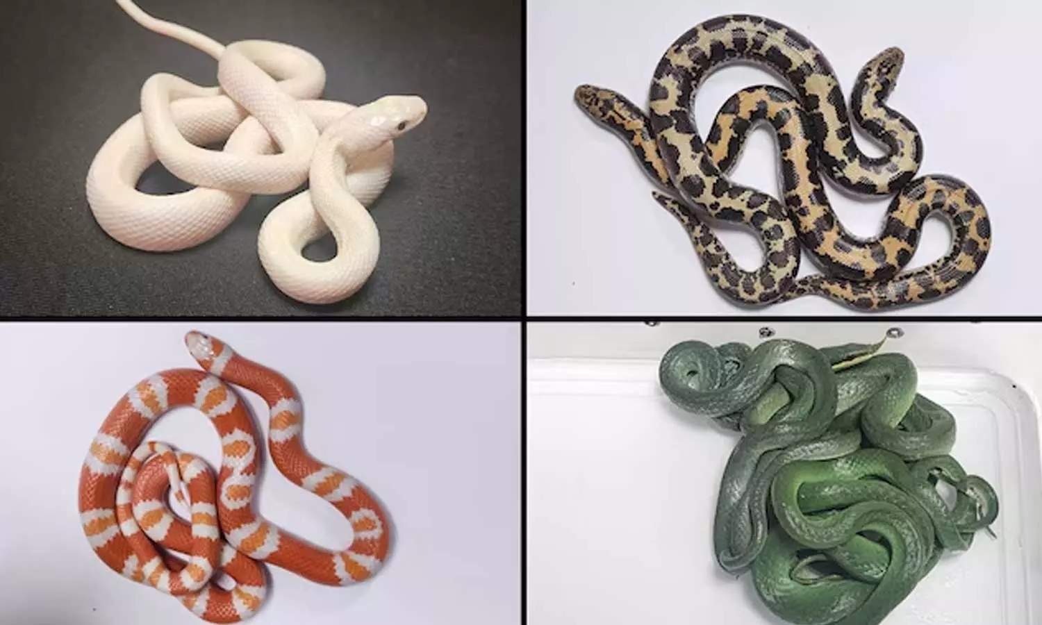 ലഗേജില്‍ 16 ജീവനുള്ള പാമ്പുകള്‍; മുംബൈ വിമാനത്താവളത്തില്‍ യാത്രക്കാരന്‍ പിടിയില്‍