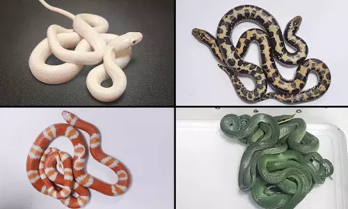 ലഗേജില്‍ 16 ജീവനുള്ള പാമ്പുകള്‍; മുംബൈ വിമാനത്താവളത്തില്‍ യാത്രക്കാരന്‍ പിടിയില്‍