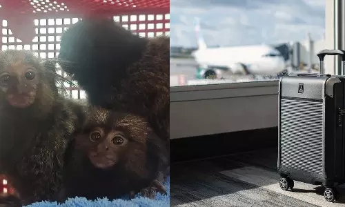 ലഗേജില്‍ മൃഗങ്ങള്‍; ബാങ്കോക്കില്‍ നിന്നെത്തിയ നെടുമ്പാശ്ശേരിയില്‍ യാത്രക്കാരന്‍ പിടിയില്‍