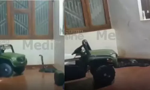 ഇലക്ട്രോണിക് ടോയ് കാറിനുള്ളില് രാജവെമ്പാല ഇലക്ട്രോണിക് ടോയ് കാറിനുള്ളില് രാജവെമ്പാല