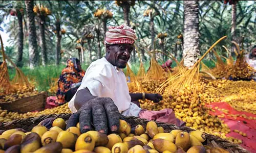 ഒമാനിൽ ഈത്തപ്പഴ വിളവെടുപ്പിന് തുടക്കം
