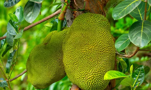 ഹിറ്റായി സോഹാറിലെ പ്ലാവിൻ തോട്ടം