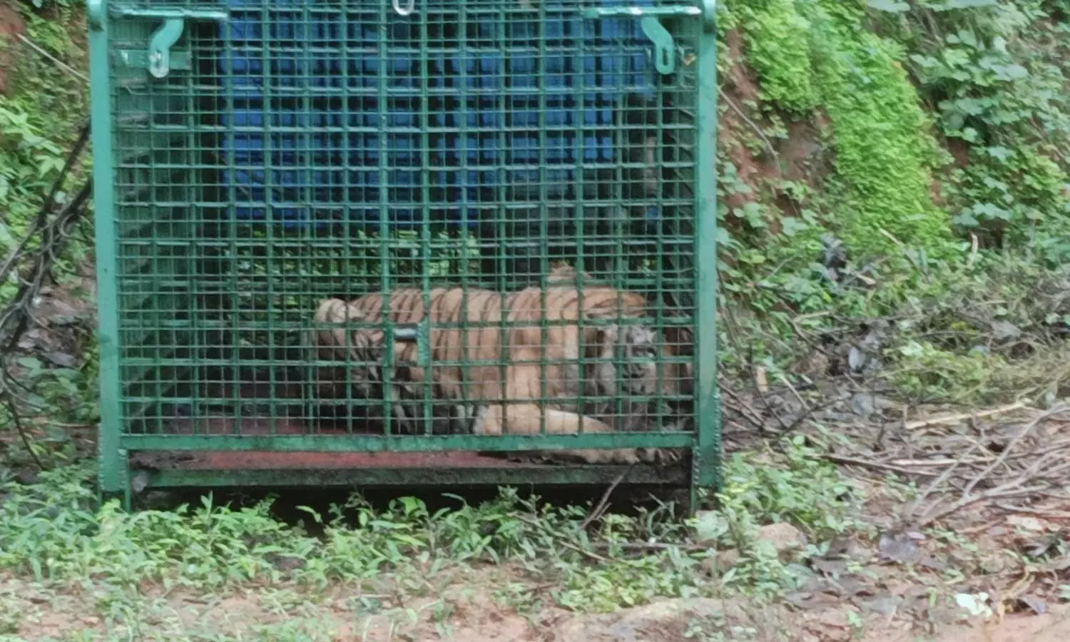 53 ദിവസത്തെ തിരച്ചിലിനൊടുവിൽ കാളികാവിലെ നരഭോജി കടുവ വനംവകുപ്പിന്റെ കൂട്ടിൽ കുടുങ്ങി 53 ദിവസത്തെ തിരച്ചിലിനൊടുവിൽ കാളികാവിലെ നരഭോജി കടുവ വനംവകുപ്പിന്റെ കൂട്ടിൽ കുടുങ്ങി